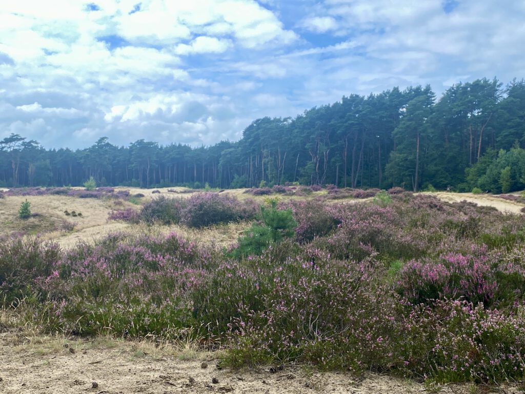 Holmer Sandberge Lila Laune Heideblüte